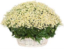 Цветочная композиция из Ромашки в корзине #REPLACE_PRED# Прохоровке